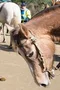 carousel chooser